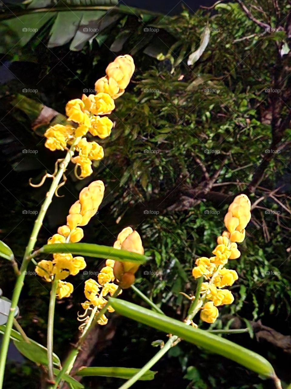 yellow buds of king of de forest