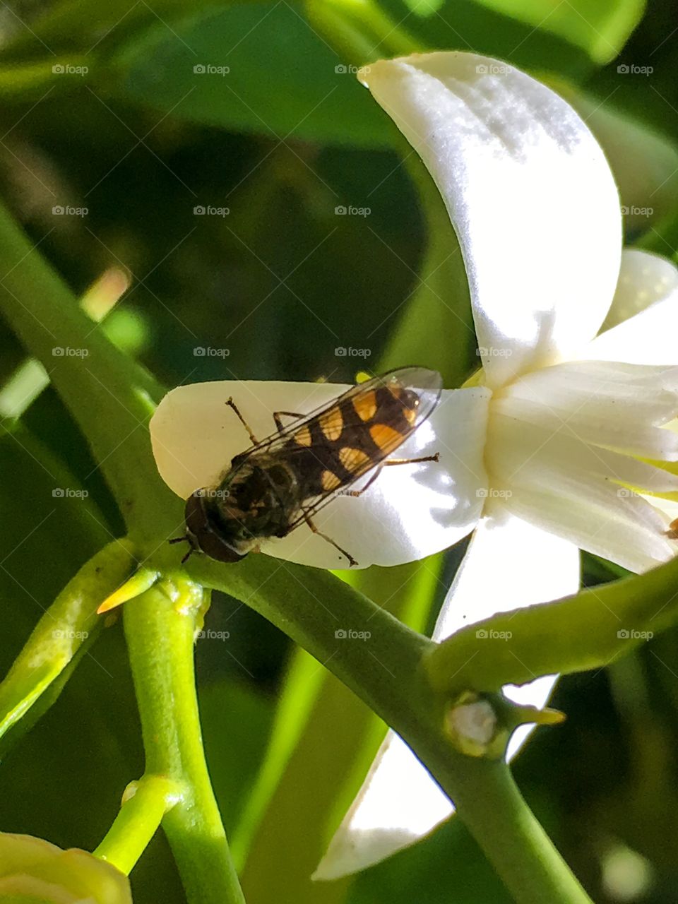 Closeup colourful black and orange banded south Australian bee on delicate white orange tree blossom 