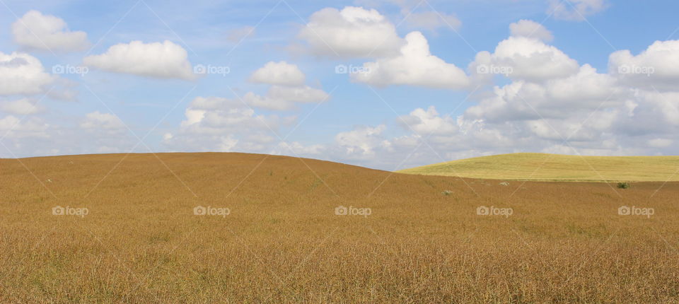 Skåne summer landscape.