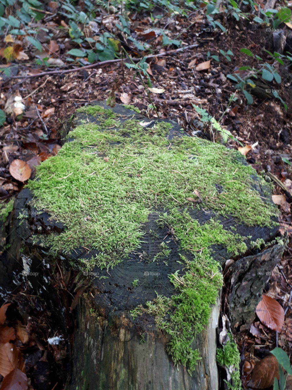 Moss On A Tree Stump