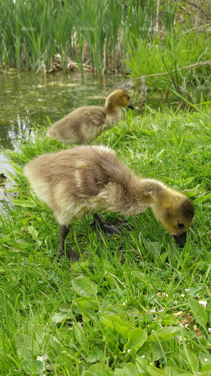 Baby geese eating in the grass