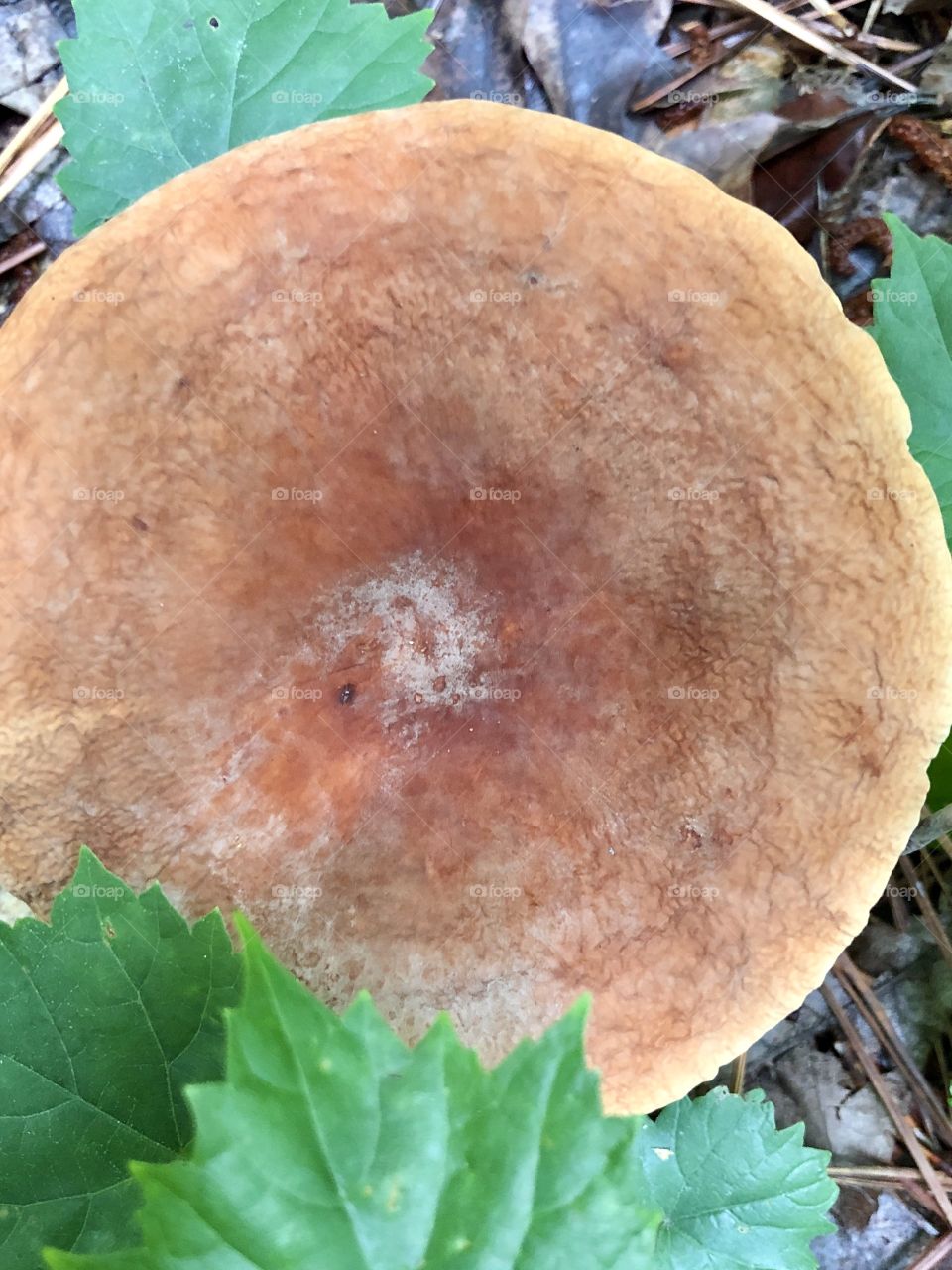 Overhead closeup of flat round mushroom in woods 