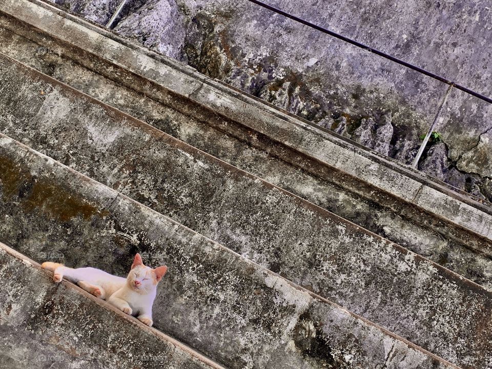 Stupa Cat