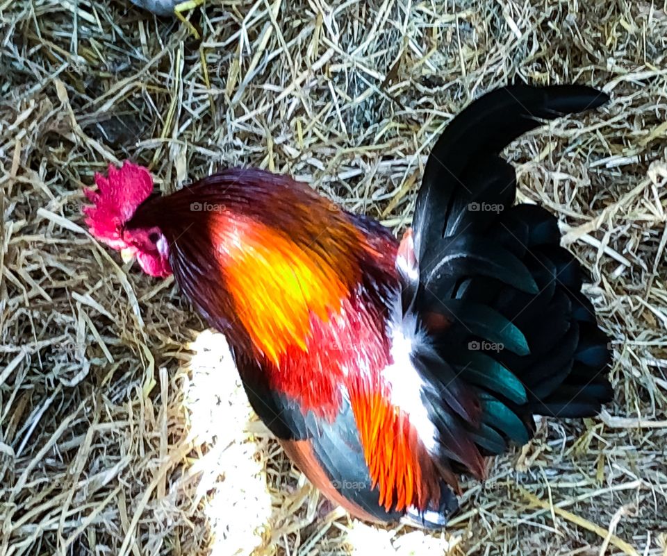 Colourful cockerel 