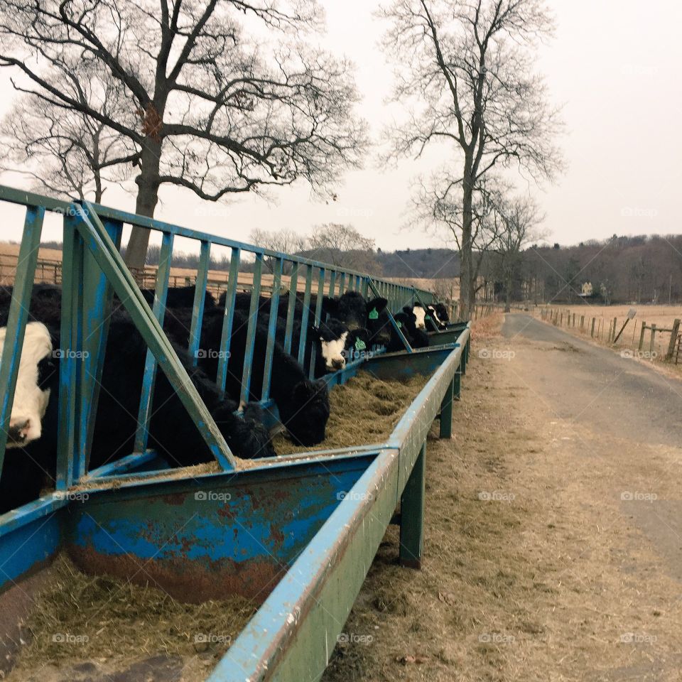 ‪A reminder that after this morning's run to stop and get a protein milkshake...and then a coffee 🐮🏃🏻☕