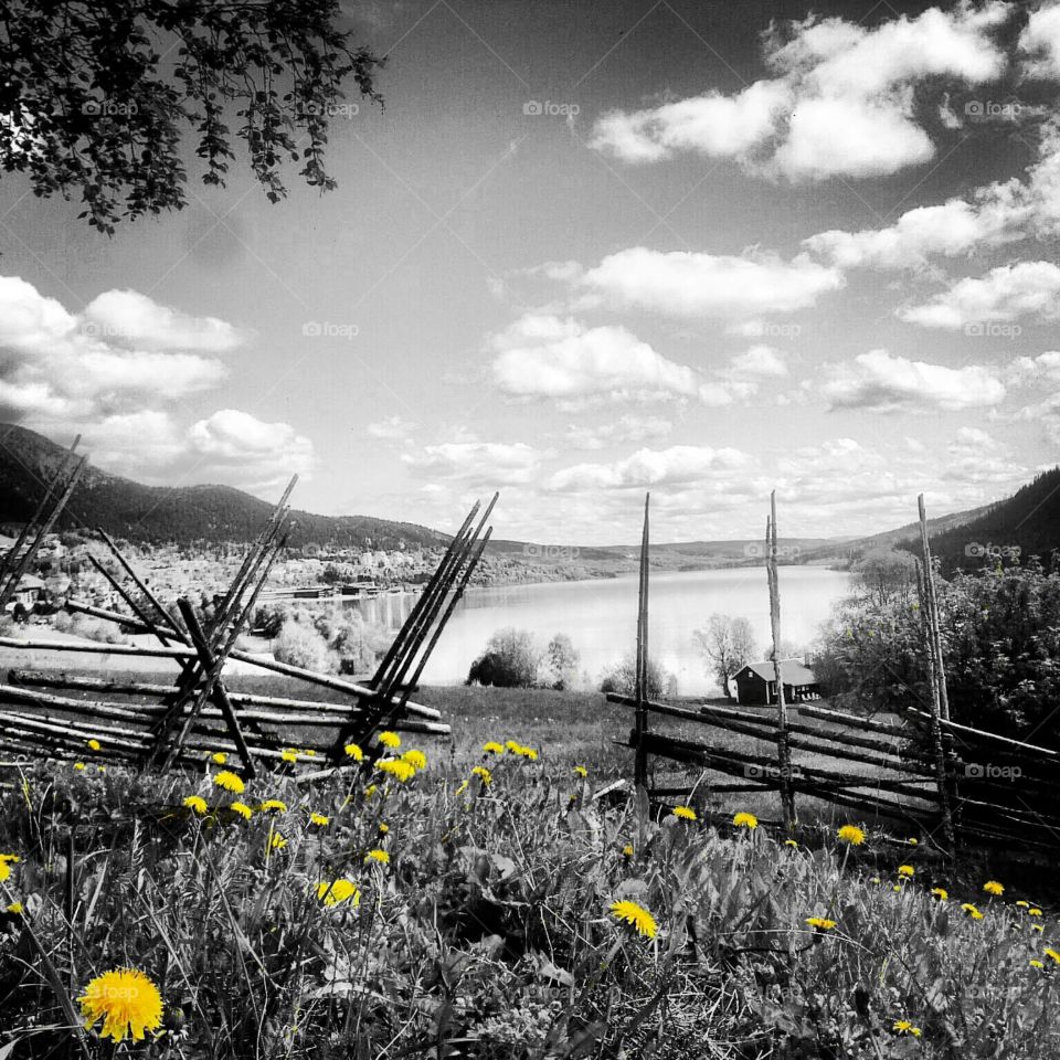 Color splash Dandelion