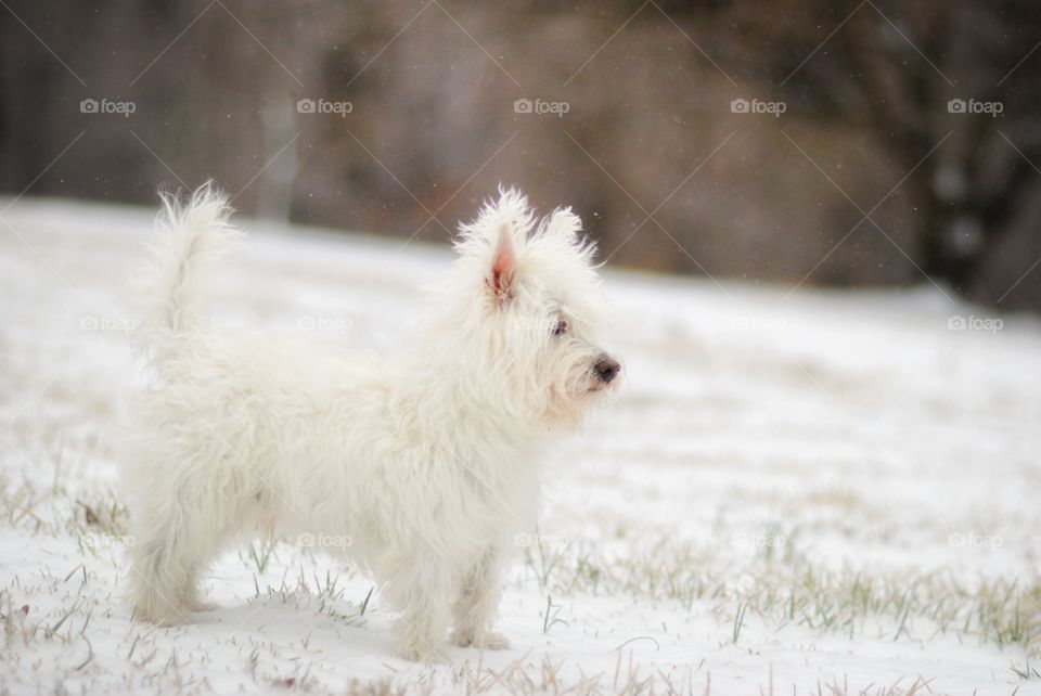 White West Highland Terrier in the Snow