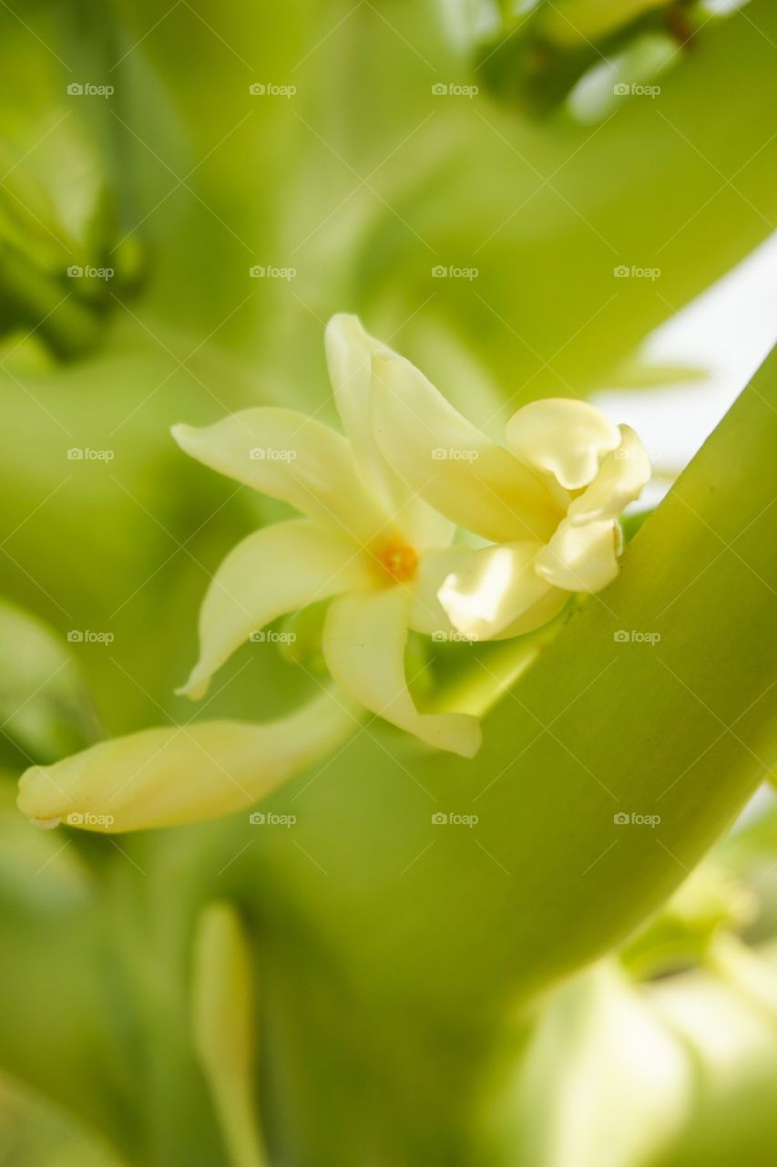 Papaya flower in nature garden