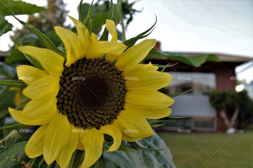 sunflower