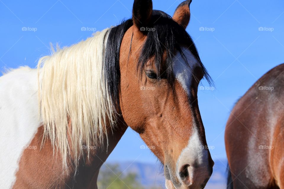 Wild Mustang Paint Pinto Horse, side profile, High Sierra Nevadas, USA American wild horses 