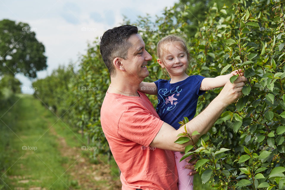 Father showing her daughter cherries growing in a orchard. Real people. Authentic situations