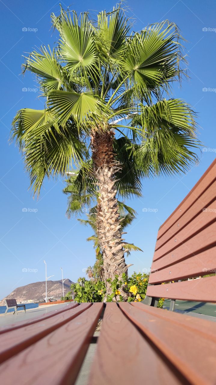 a bench with a palm tree
