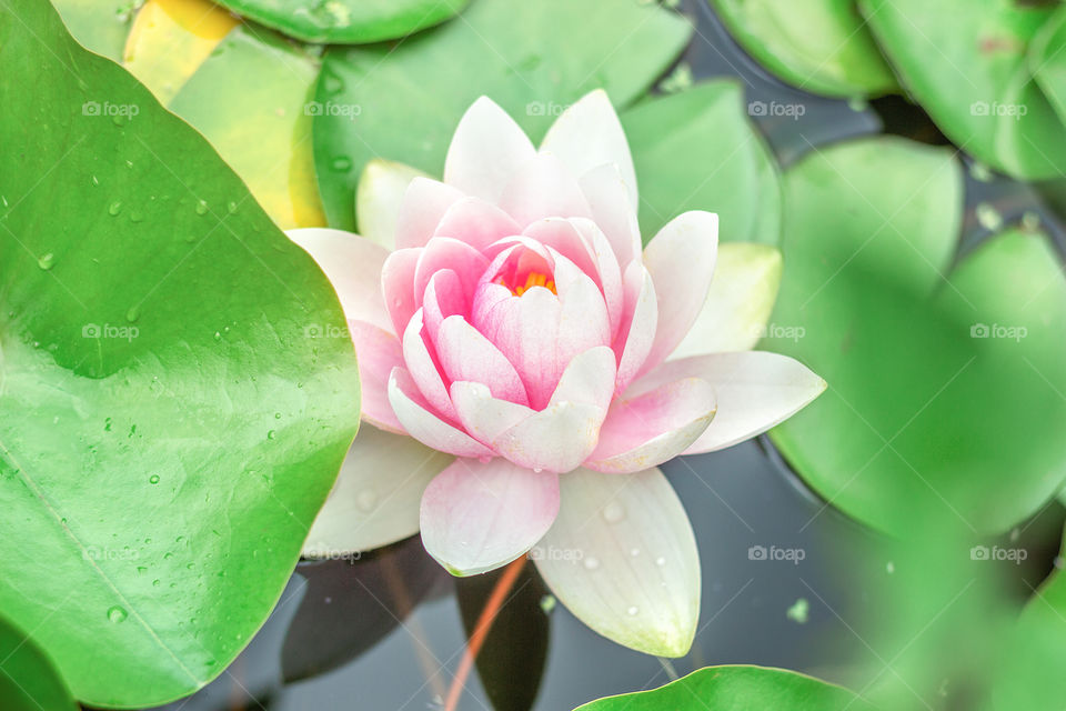 Blooming Water Lily