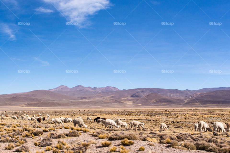 herd of alpacas pasturing with the view of  mountains in the horizon