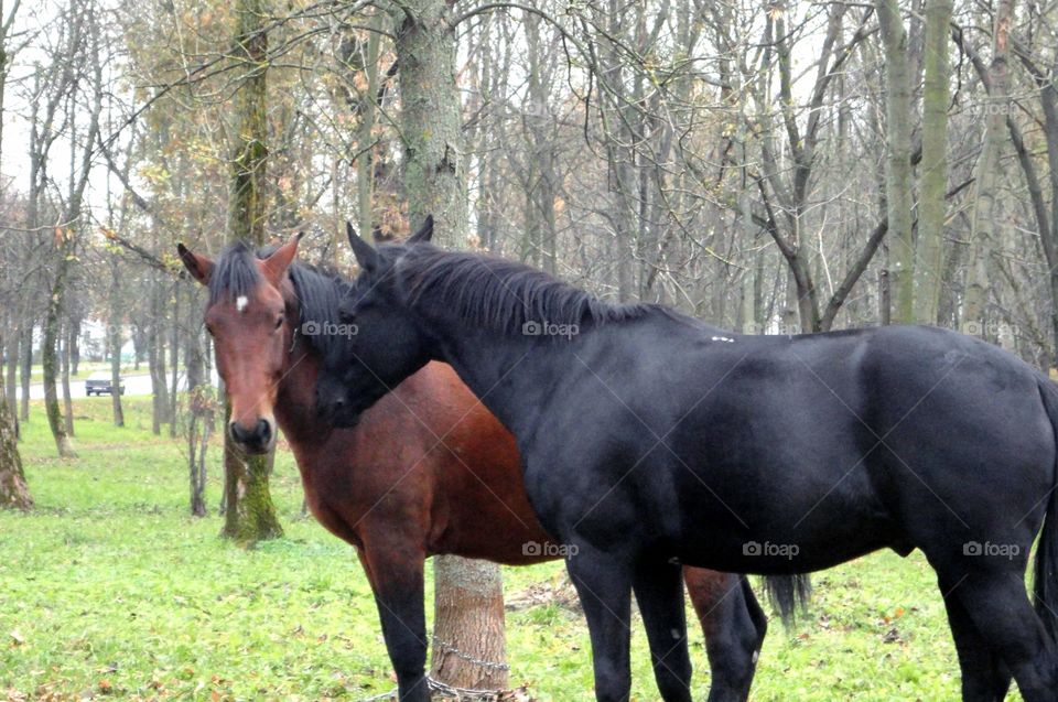 Mammal, Horse, Cavalry, Farm, Mare