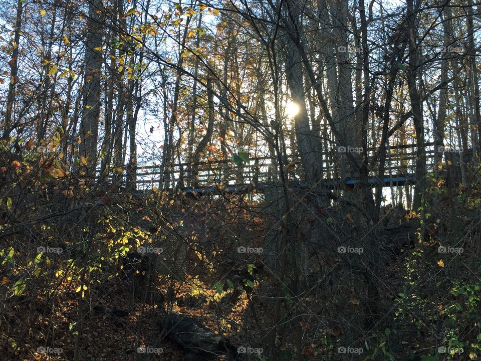 Bridge in Forest