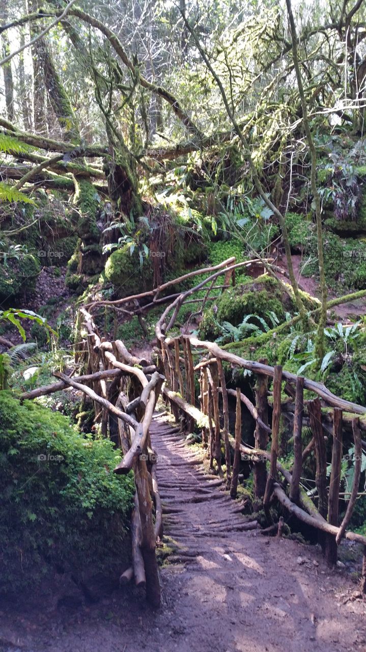 Puzzlewood Bridge