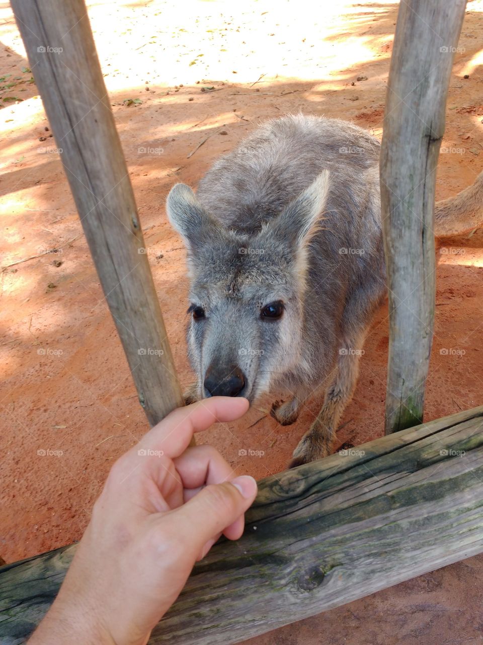 wallaby sniffing a man's finger at the Miami zoo