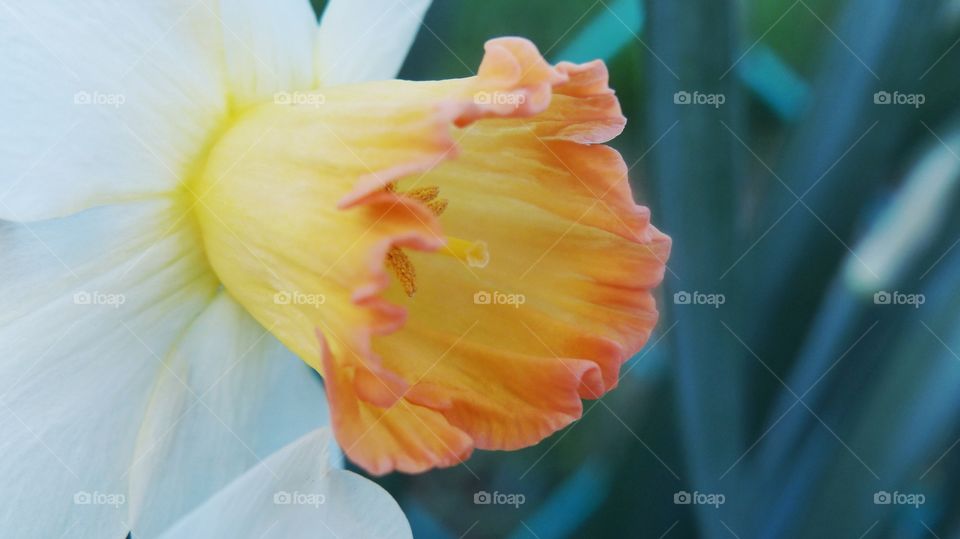 Daffodil close up