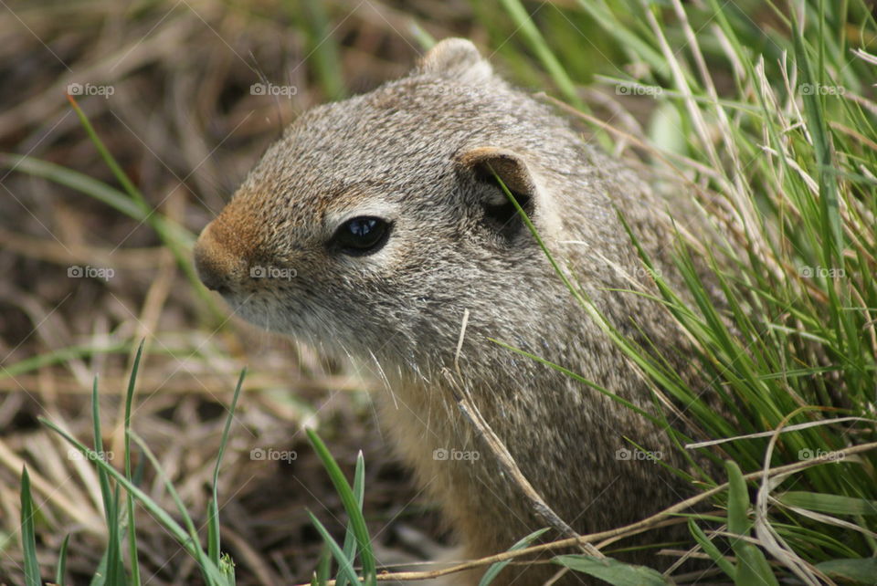 UNO prairie dog