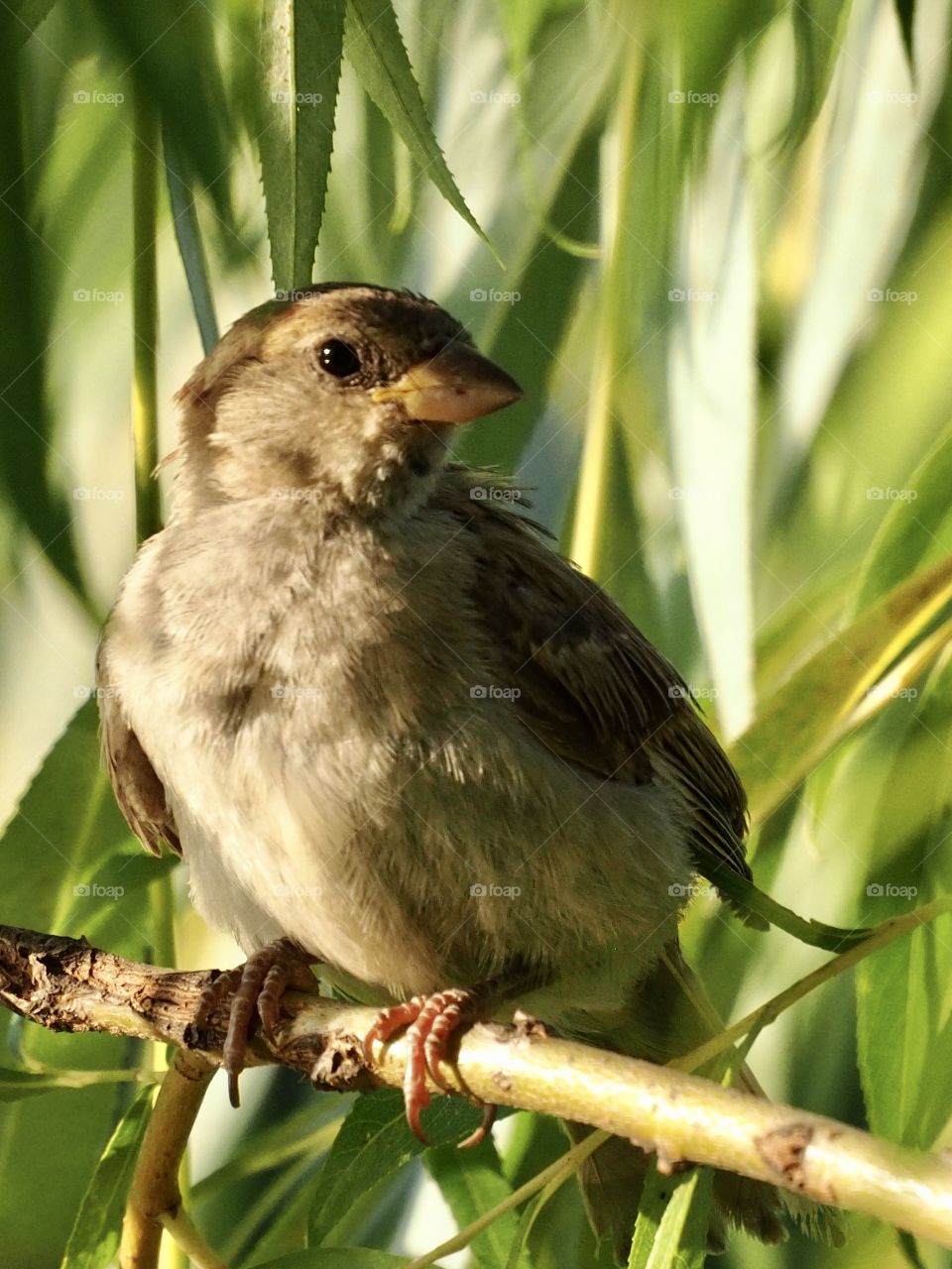 Sparrow