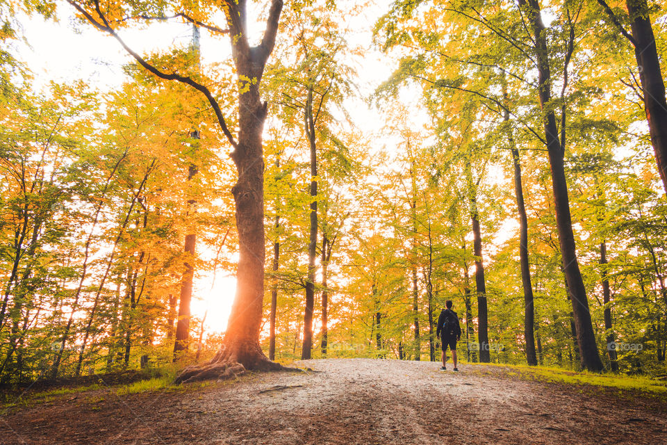 Rear view of a man standing on walkway in forest during autumn