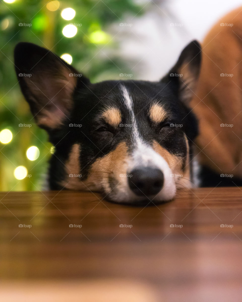 Sleepy corgi with her eyes closed - head resting on a table. 