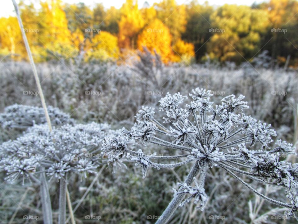 frost on plants. ice crystals on the leaves after a frosty night. late autumn and early winter. freezing.