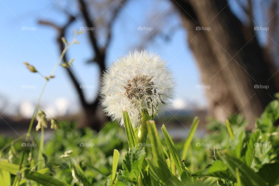 dandelion