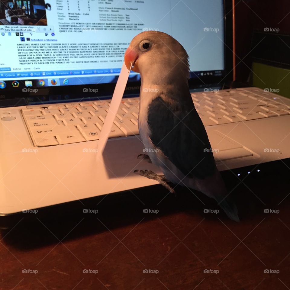 Working bird