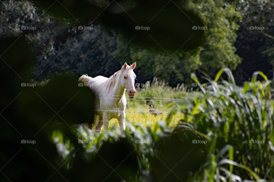 It’s magical to see this beautiful white horse through the leaves in the countryside 