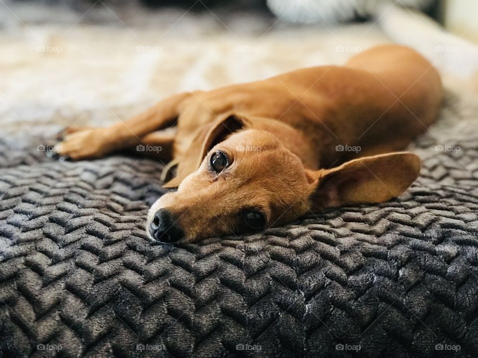 Close up shot of our dachshund pet on the bed