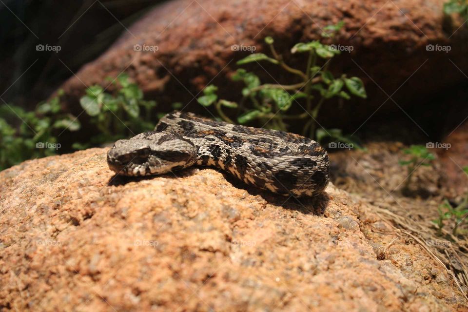 snake on a rock