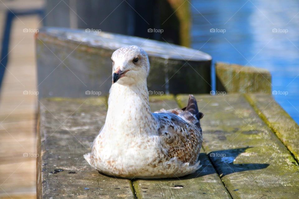 Close up of a seagull sitting on wooden deck by the water