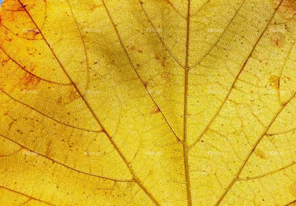 Details on leaf