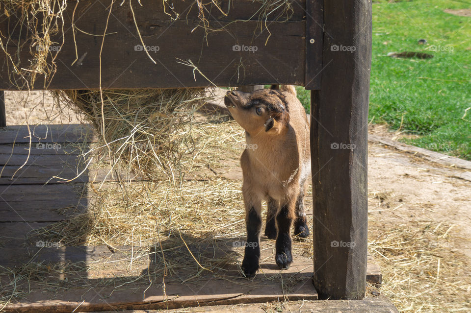 Baby goat eating