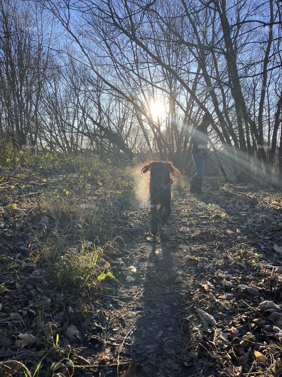 This mornings dog walk had a blue sky but it was very frosty and cold … snap of Quinn running towards me looking rather bedraggled having enjoyed a dip in the cold river !