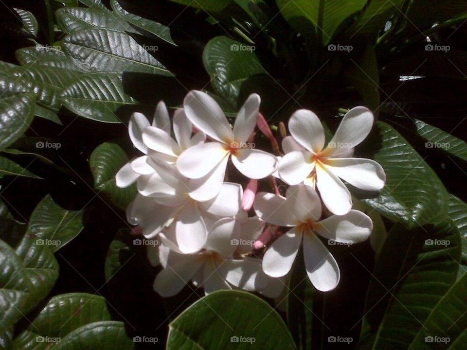 Plumaria in Hawaii