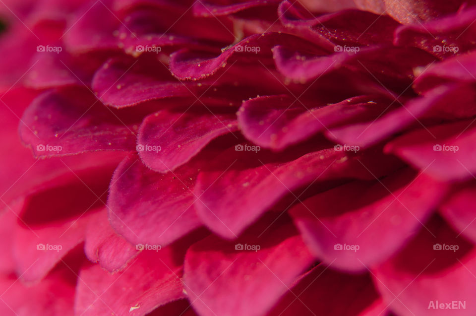 Petals closeup