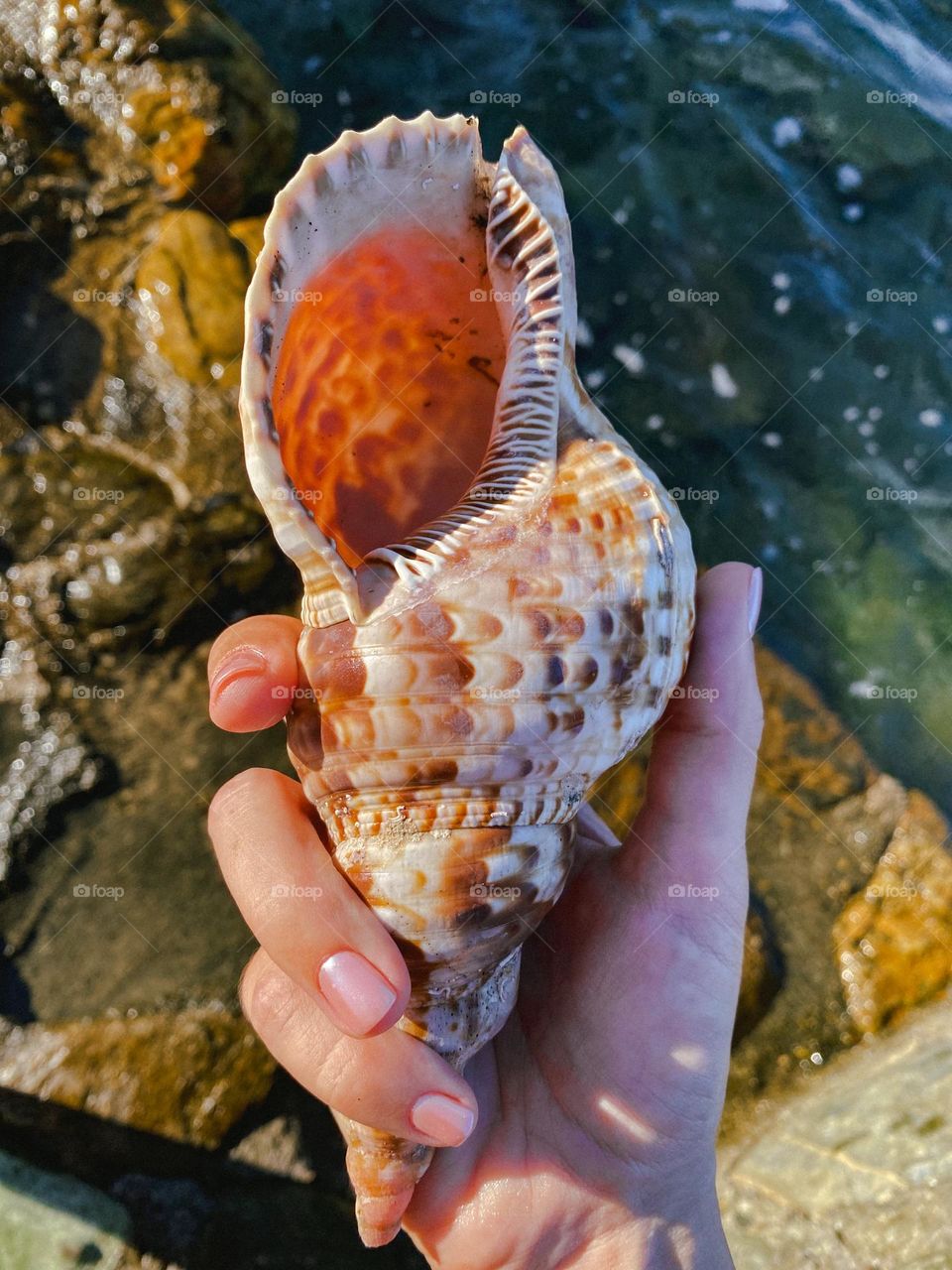 Seashell in the hand around rocks