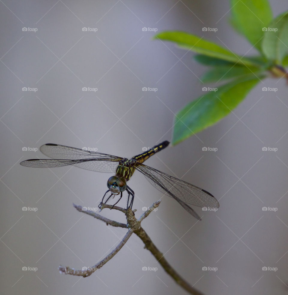 View of a dragonfly on twig