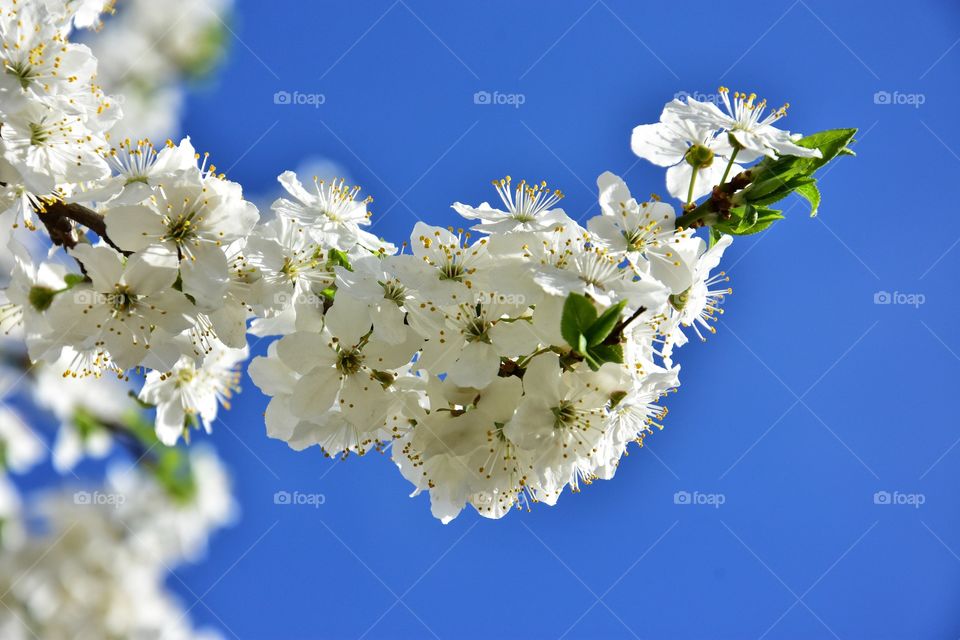 white blooming cherry tree branch on blue sky background