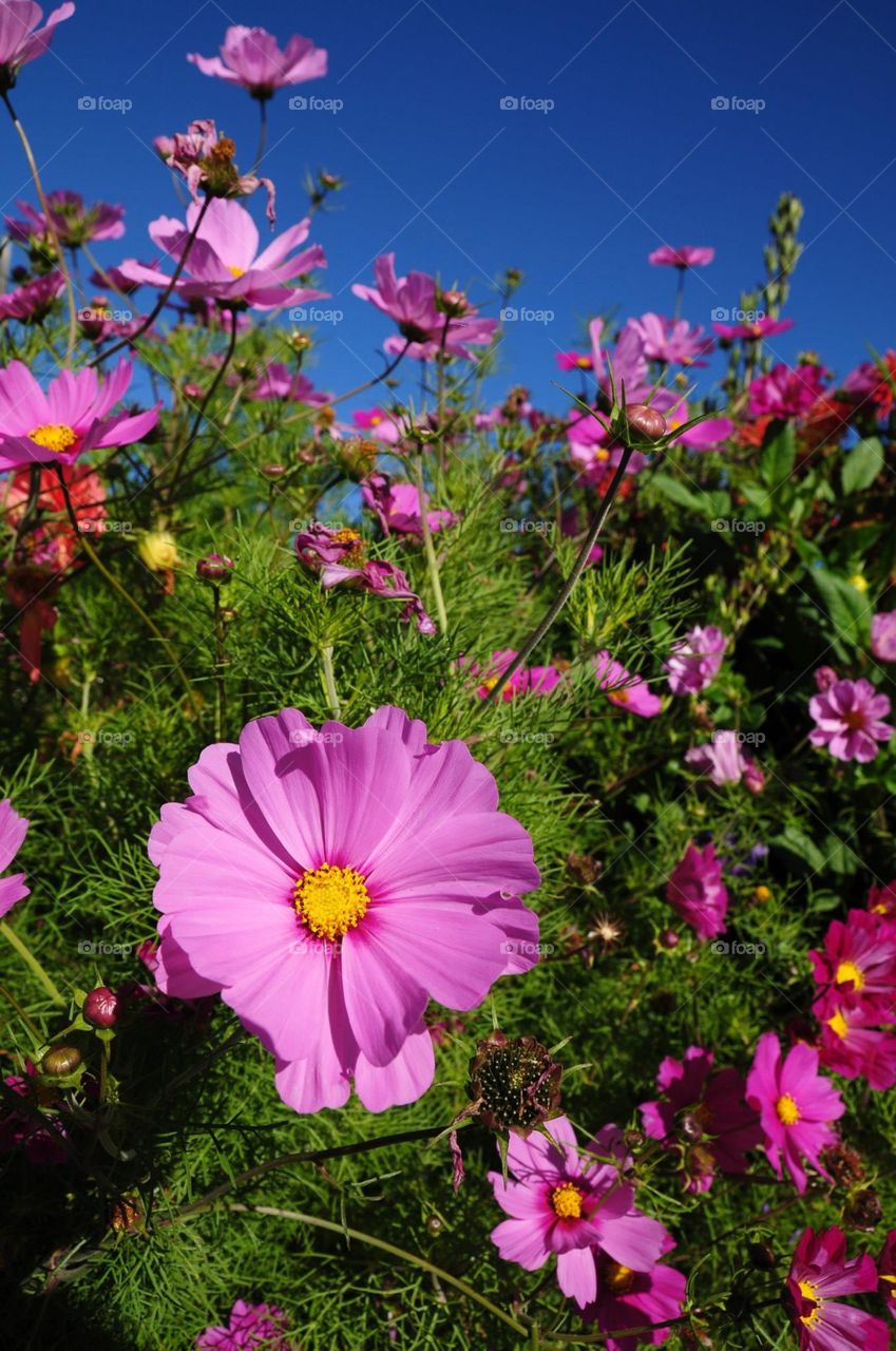 Spring blooms