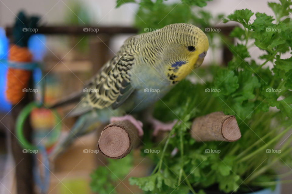 Budgie bird