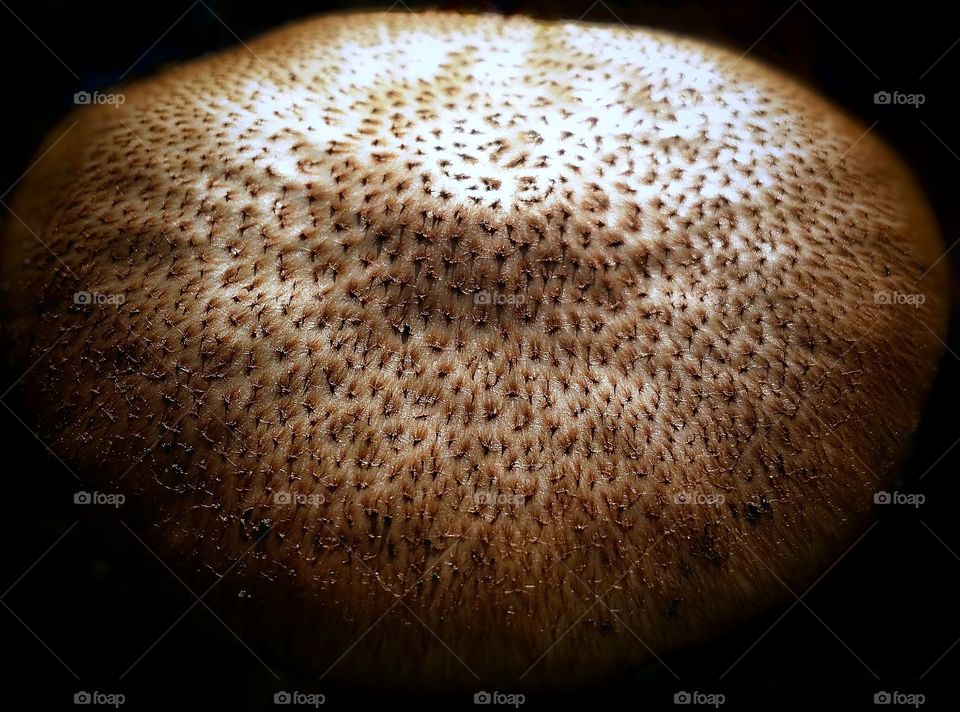 mushroom cap macro