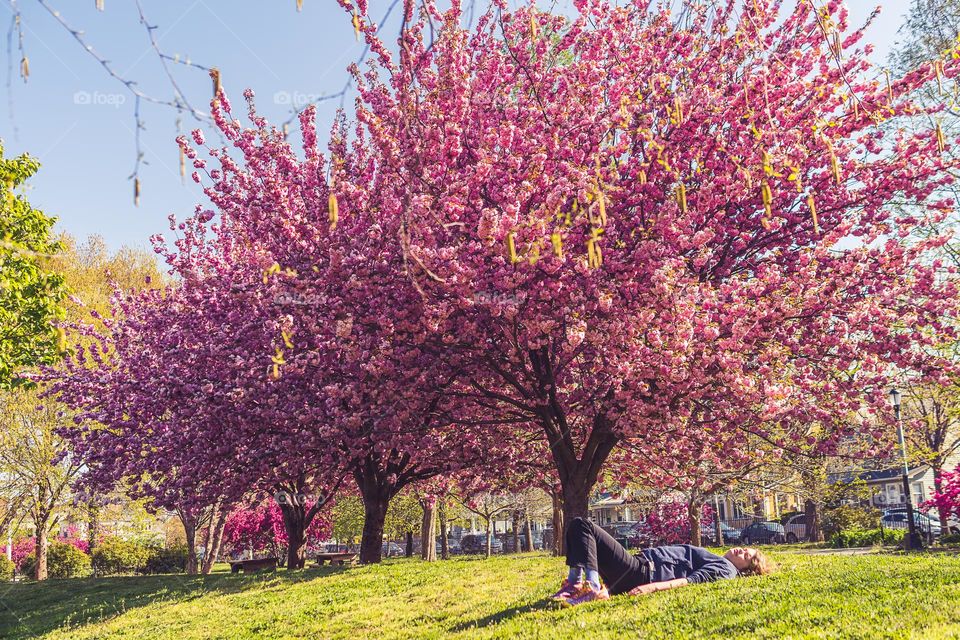 pink bloom tree