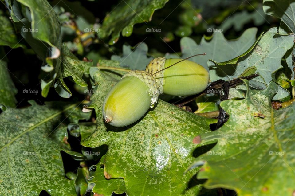 Oak leaves and acorns