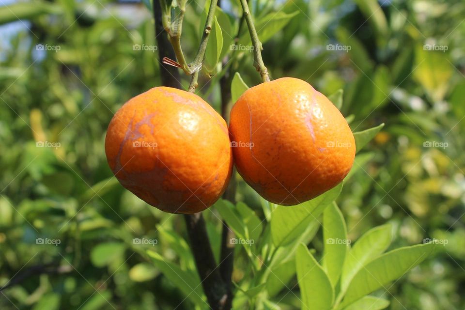 Ripe orange fruit on the tree ready to be picked