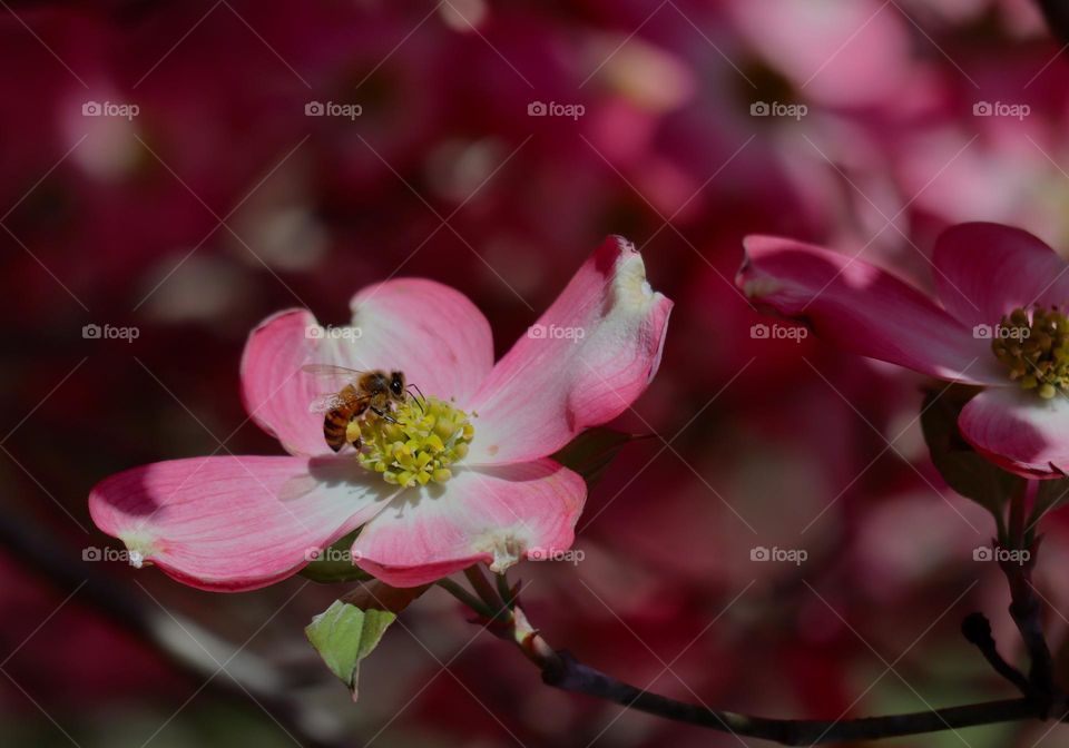 Pink Dogwood with Bee