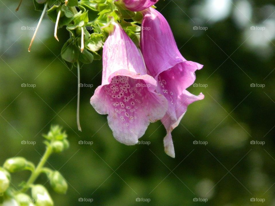 Bell flower 